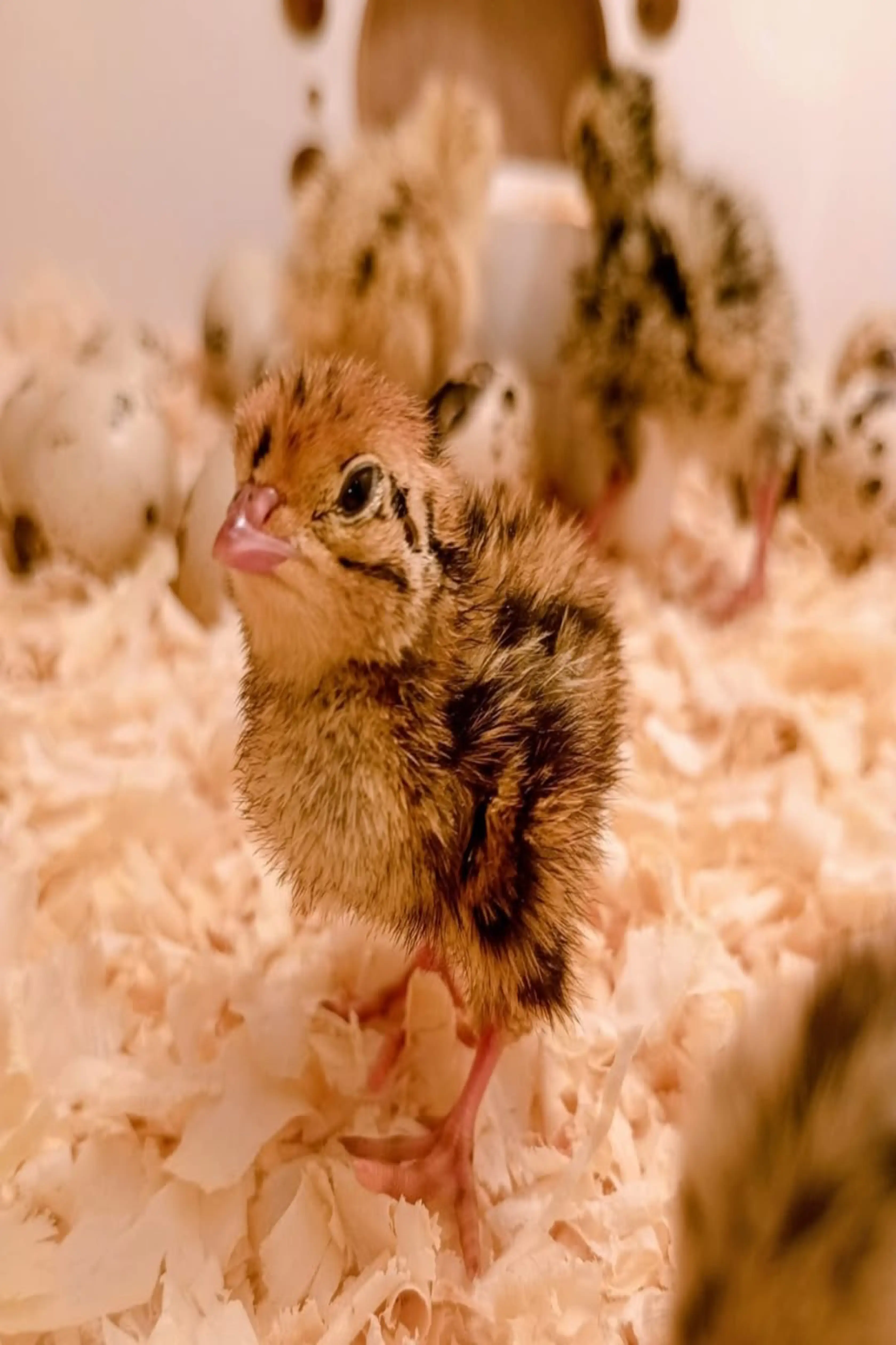 Codorniz recién nacida 1