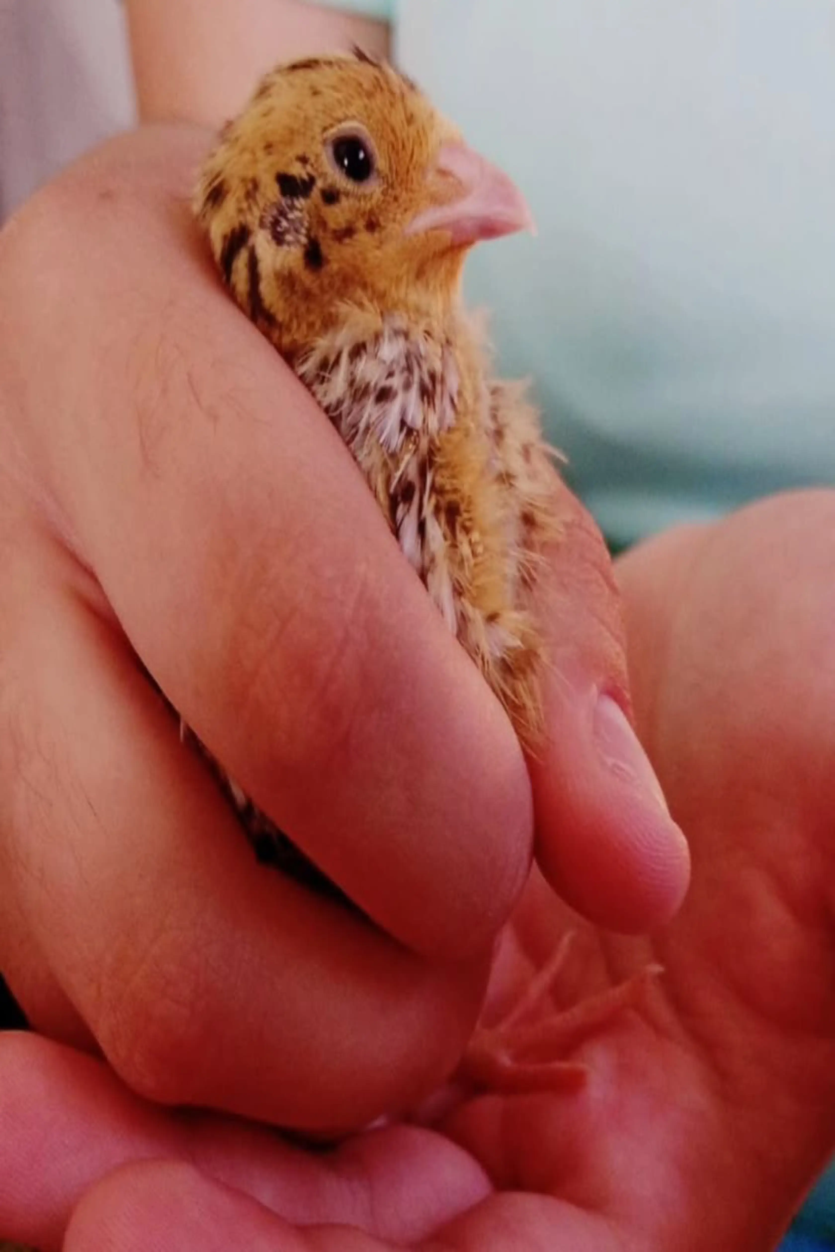 Codorniz recién nacida 2