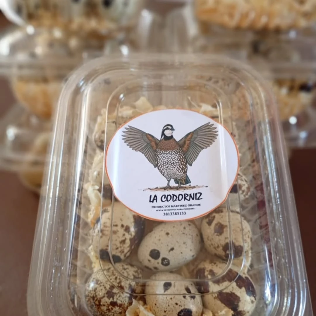 Huevos de codorniz frescos